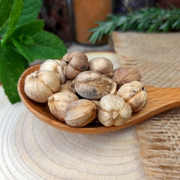 Cardamome sauvage