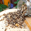 angélique officinale
