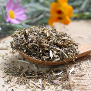 Achillée millefeuille
