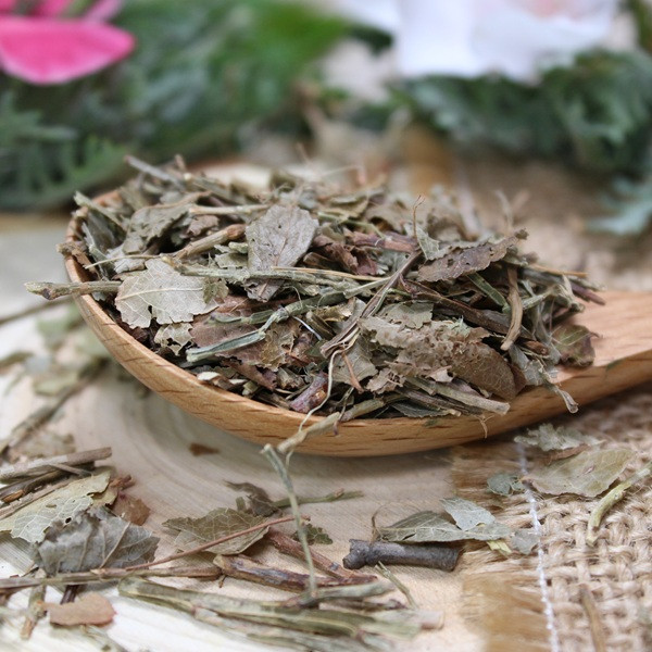 Feuilles de myrtille