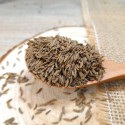 carvi bio
