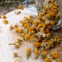 camomille pour tisane