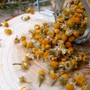 camomille pour tisane