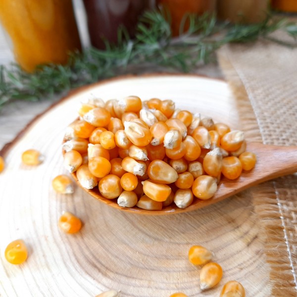 Maïs popcorn Bio