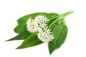 Ail des ours feuilles et fleurs
