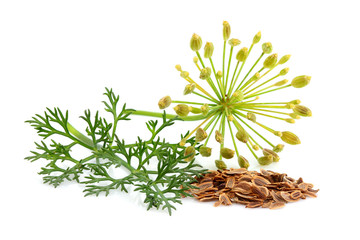 feuilles, fleurs et graines d'aneth