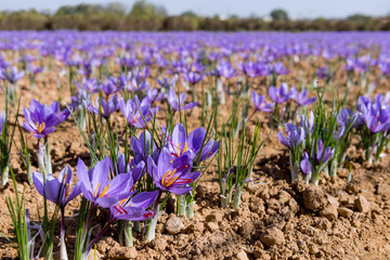 Champs de culture du safran