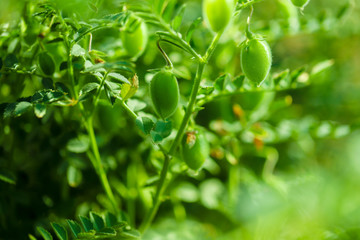 culture fenugrec au potager