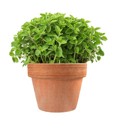 culture-origan-en-pot