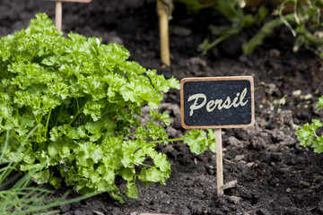culture persil plat au jardin