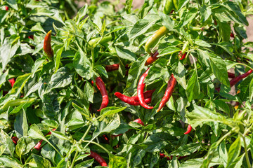 plant de piment au jardin