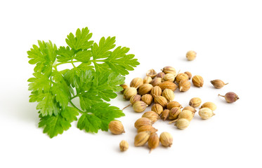 Feuilles et graines de coriandre