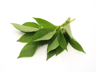 Feuilles de corète fraiches