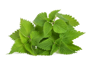Feuilles d'ortie piquante fraiches