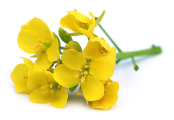 Fleurs de moutarde