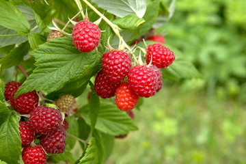 Pied de framboisier avec framboises