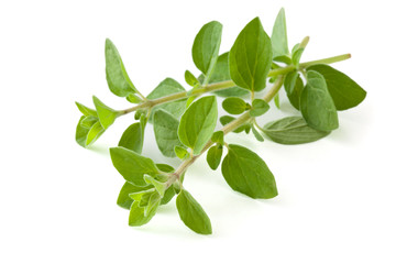 origan frais en bouquet