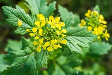 Plant de moutarde au potager