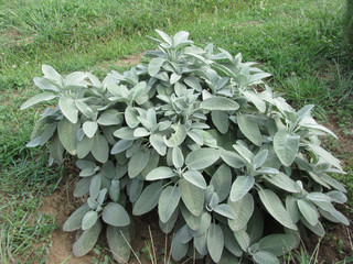 Plant de sauge entier jardin