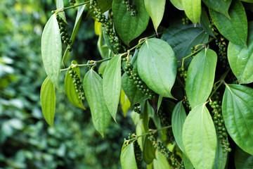 plantation du poivre de Kampot