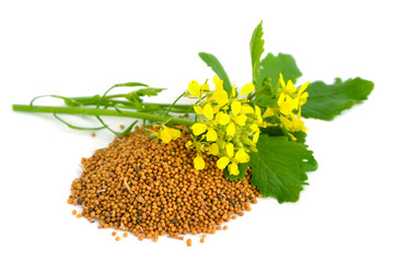 plante et graines de moutarde