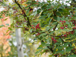 Poivrier de Sichuan
