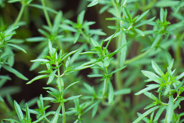 plant de sarriette au jardin