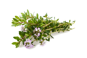sarriette en fleur