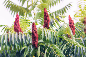 sumac vinaigrier arbre