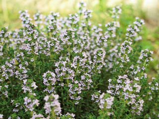 Plant de thym commun en fleur