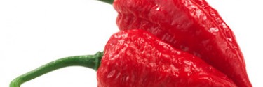 Piment le plus fort du monde