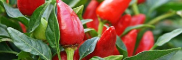 Conservation du piment